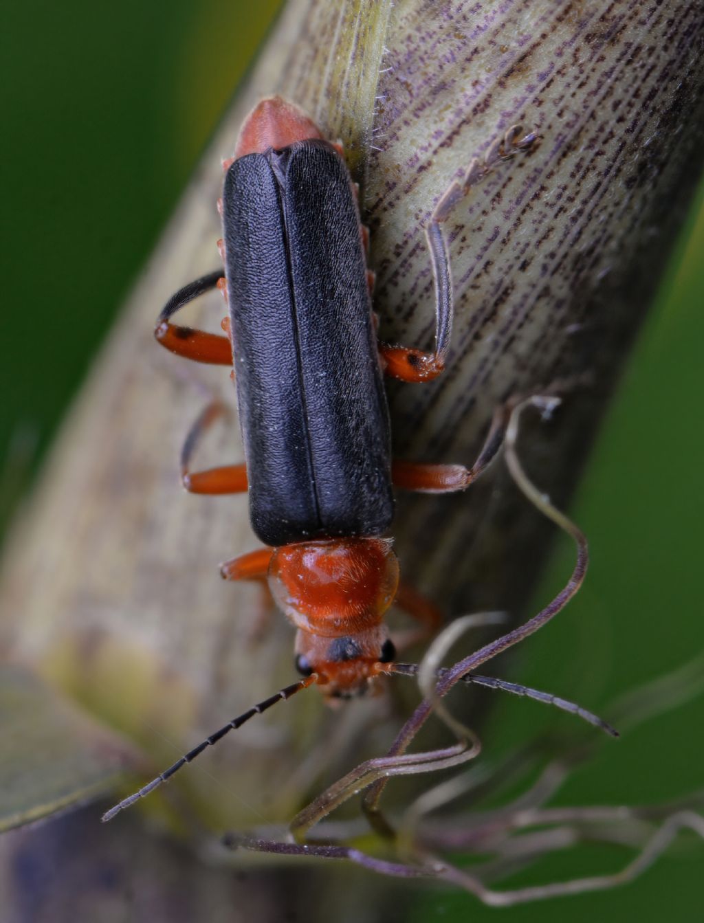 Cantharidae: Cantharis livida
